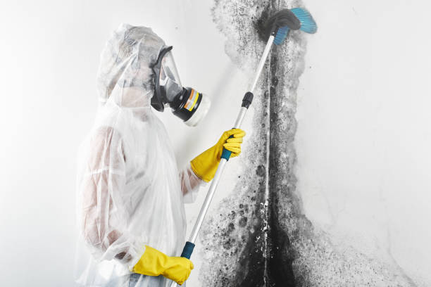 Best HVAC Mold Inspection and Cleaning  in Plains, KS