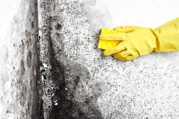 Best Mold Prevention Services  in Plains, KS